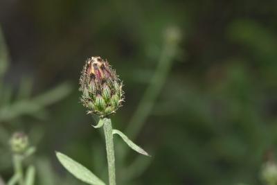 Centaurea stoebe subsp. micranthos (Small-headed Spotted Knapweed), bud, flower