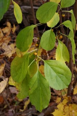 Celastrus orbiculatus (Oriental Bittersweet), leaf, fall