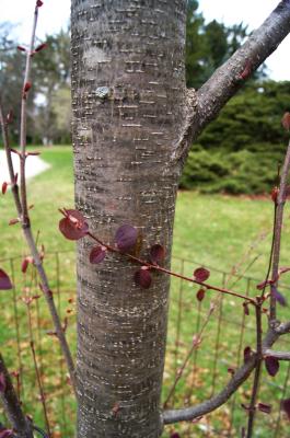 Cercidiphyllum japonicum 'Rotfuchs' (Red Fox Katsura Tree), bark, branch