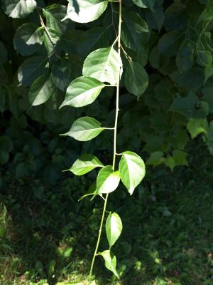 Celastrus orbiculatus (Oriental Bittersweet), leaf, spring
