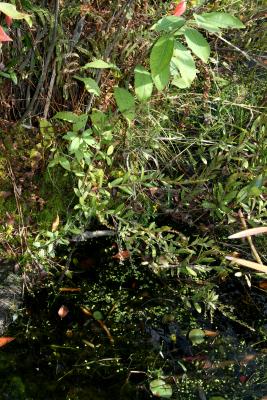 Chamaedaphne calyculata (Leatherleaf), habit, summer