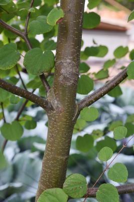 Cercidiphyllum japonicum 'Ruby' (Ruby Katsura Tree), bark, branch