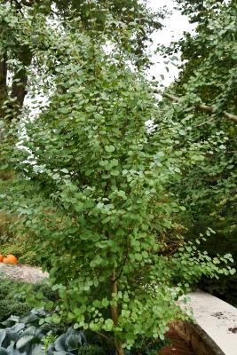 Cercidiphyllum japonicum 'Ruby' (Ruby Katsura Tree), habit, fall