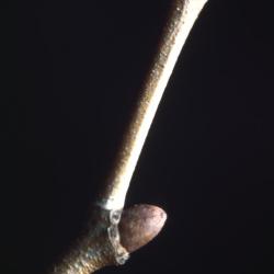 Platanus occidentalis (sycamore), twig with buds
