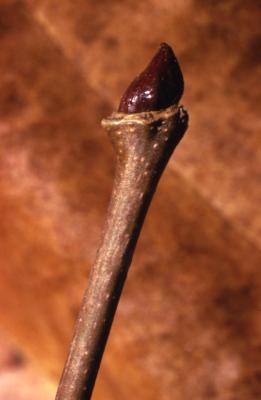 Platanus occidentalis (sycamore), bud at end of twig