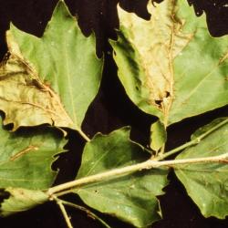 Platanus (planetree), leaves affected by anthracnose