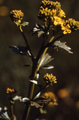 Barbarea vulgaris W.T.Aiton (yellowrocket), flowers