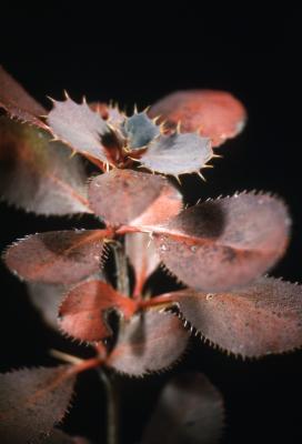 Berberis circumserrata (C.K.Schneid.) C.K.Schneid. (cut-leaved barberry), leaves