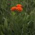 Asclepias tuberosa L. (butterfly weed), habit