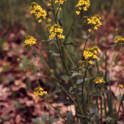 Barbarea vulgaris W.T.Aiton (yellowrocket), yellow flowers
