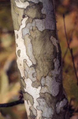 Platanus racemosa (California sycamore), bark