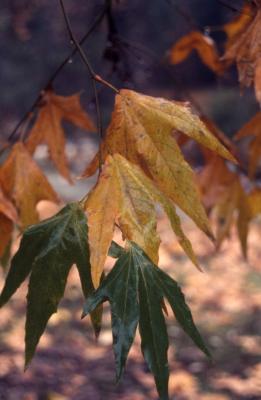 Platanus racemosa (California sycamore), leaves