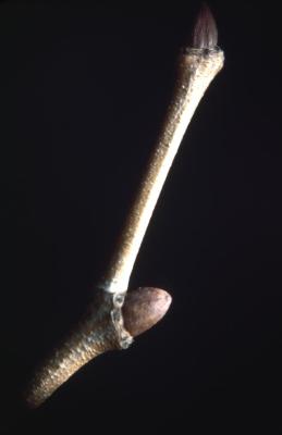 Platanus occidentalis (sycamore), twig with buds