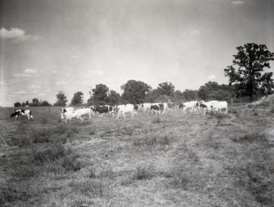 Lisle Farms registered Holstein cattle grazing in field, mostly facing left