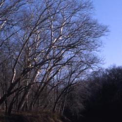 Platanus occidentalis (sycamore), mature trees on creek bank