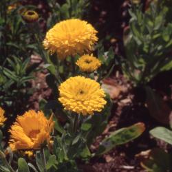 Calendula officinalis 'Golden Prince', flowers