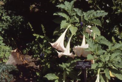 Brugmansia versicolor Lagerh. (angel's trumpet), flowers