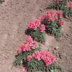 Antirrhinum majus 'Sonnet Rose' (speedy sonnet rose snapdragon), form
