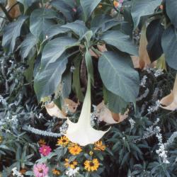 Brugmansia Pers. (angel's trumpet), flowers