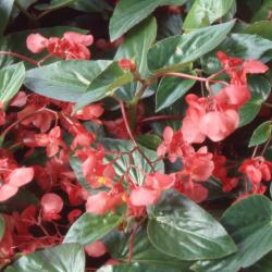 Begonia 'Dragon Wing', flowers and leaves 