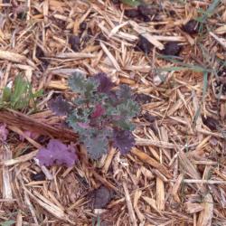 Brassica oleracea L. (wild cabbage), form