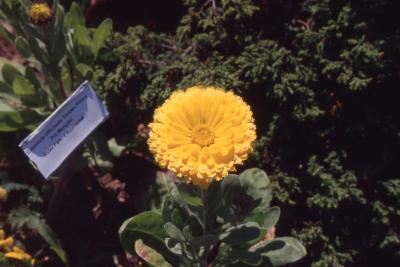 Calendula officinalis 'Golden Prince', flower