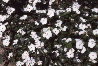 Catharanthus roseus 'Peppermint Cooler', flowers