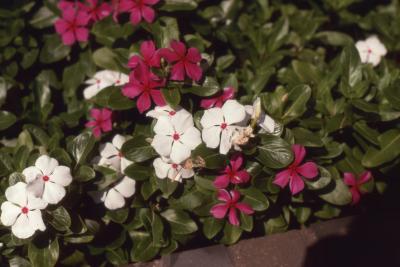 Catharanthus roseus (L.) G.Don (bright eyes), flowers