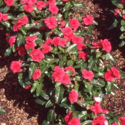 Catharanthus roseus 'Victory Red', form