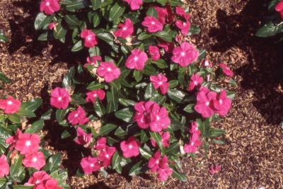 Catharanthus roseus 'Heatwave Raspberry', flowers