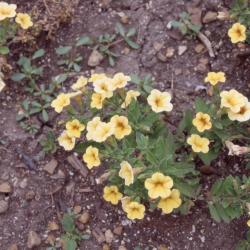 Calibrachoa ‘Starlette Yellow’, form