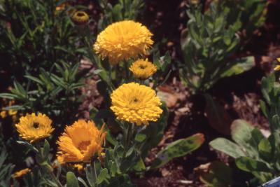 Calendula officinalis 'Golden Prince', flowers
