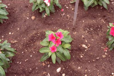 Catharanthus roseus 'Pacifica Red', form