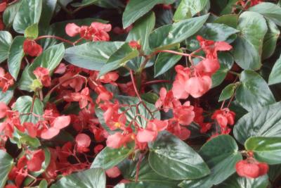 Begonia 'Dragon Wing', flowers and leaves 
