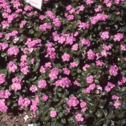 Catharanthus roseus 'Orchid Cooler', flowers