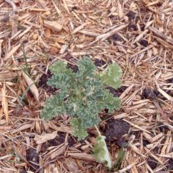Brassica oleracea L. (wild cabbage), form