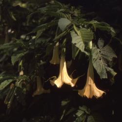 Brugmansia Pers. (angel's trumpet), flowers