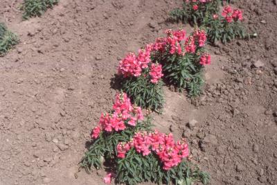 Antirrhinum majus 'Sonnet Rose' (speedy sonnet rose snapdragon), form