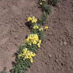 Antirrhinum majus 'Sonnet Yellow' (snapdragon speedy sonnet yellow), form