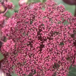 Angelica gigas Nakai (giant angelica), close-up of flowers