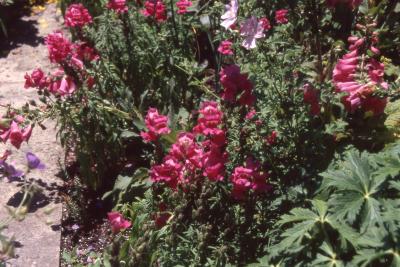 Antirrhinum majus L. (common snapdragons), flowers