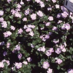 Catharanthus roseus 'Blue Pearl', form