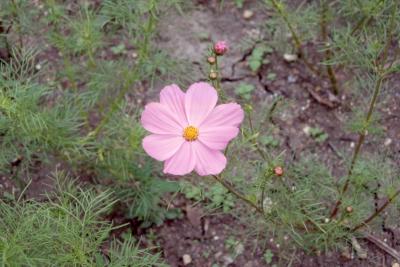 Cosmos bipinnatus 'Gazebo', flower 