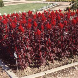 Celosia 'Bronzed Leafed', form