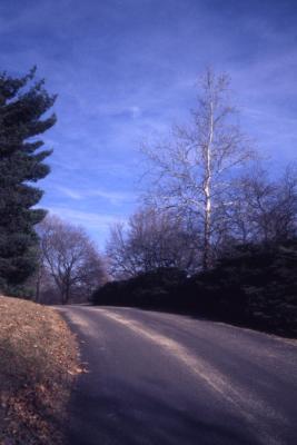 Platanus occidentalis (sycamore), bare tall tree near road