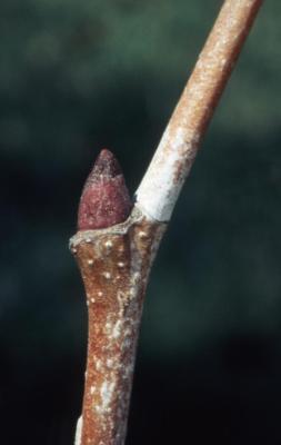 Platanus occidentalis (sycamore), lateral bud on twig