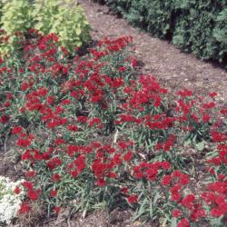 Dianthus 'Dynasty Double Red', form 