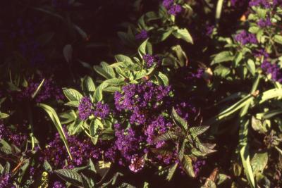 Heliotropium arborescens 'Marine', flowers