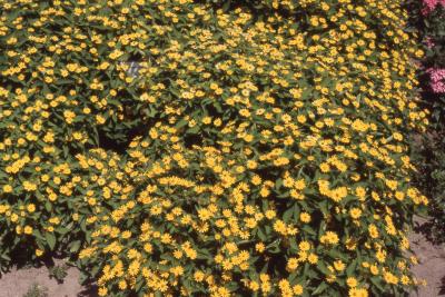 Melampodium paludosum 'Showstar', form and flowers 