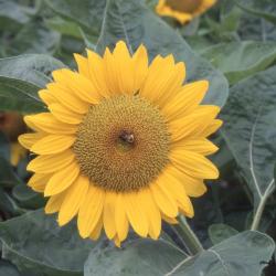 Helianthus annuus L. (common sunflower), flower